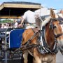 We Chose to Walk Rather Than Take One of Charleston's Horse Drawn Carriages. 