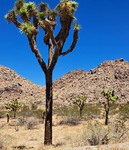 A Joshua Tree