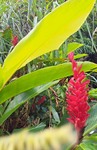 Tropical