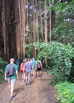 Jungle-Like