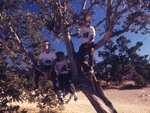 Tree Time