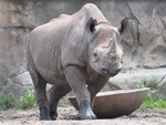 Black Rhino