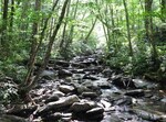 Jungle