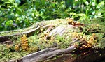 Shrooms