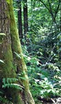 Jungle Like