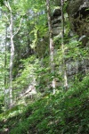 Jungle 