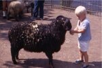 Nice Sheep