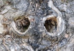 Knots