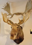 Nice Moose