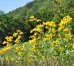 Spring Flowers