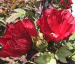 Blossums