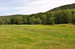 Meadow