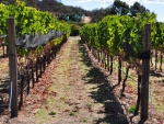 Sonoma-055.jpg