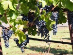 Sonoma-056.jpg