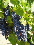 Sonoma-057.jpg